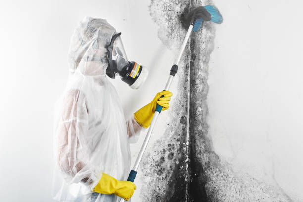 Best Post-Construction Mold Inspection  in Warrensburg, MO