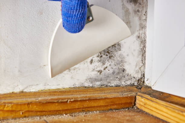 Best Black Mold Removal  in Warrensburg, MO