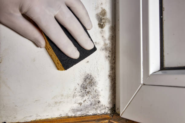 Best Mold Damage Restoration  in Warrensburg, MO